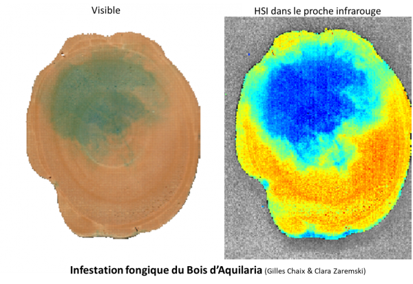Imagerie hyperspectrale (HSI) appliquée au bois