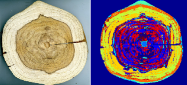 Imagerie hyperspectrale (HSI) appliquée au bois rondelle de teck